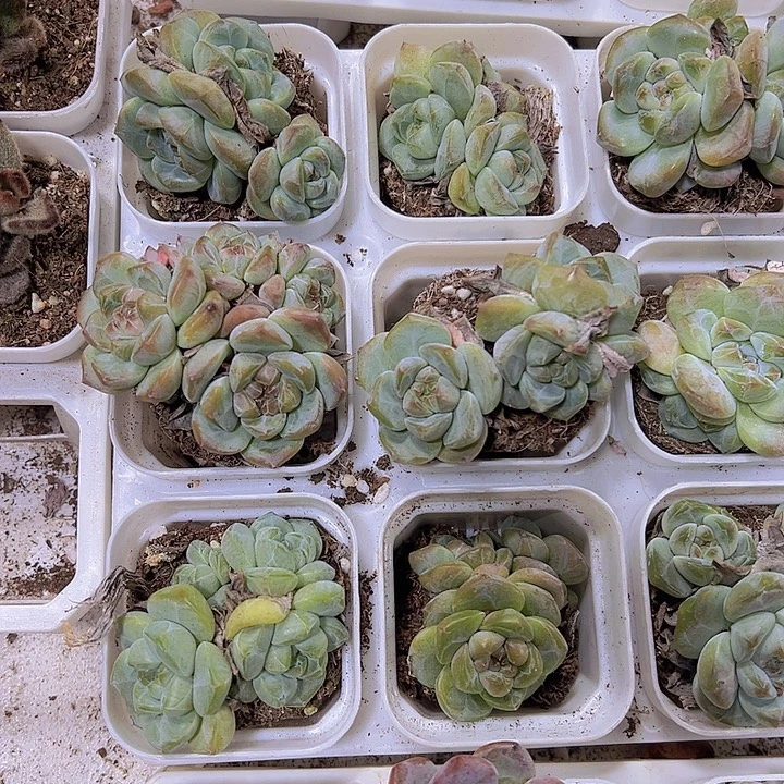 刚毅群19包邮多肉植物