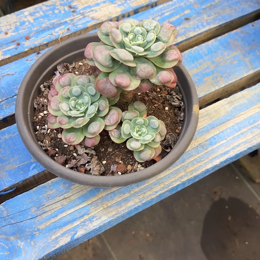 雨滴处理脱土发货