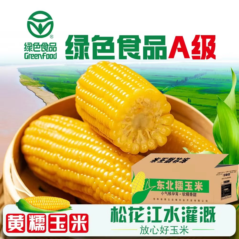 试吃六根】绿色A级黄糯玉米新采2024东北糯玉米12根7斤