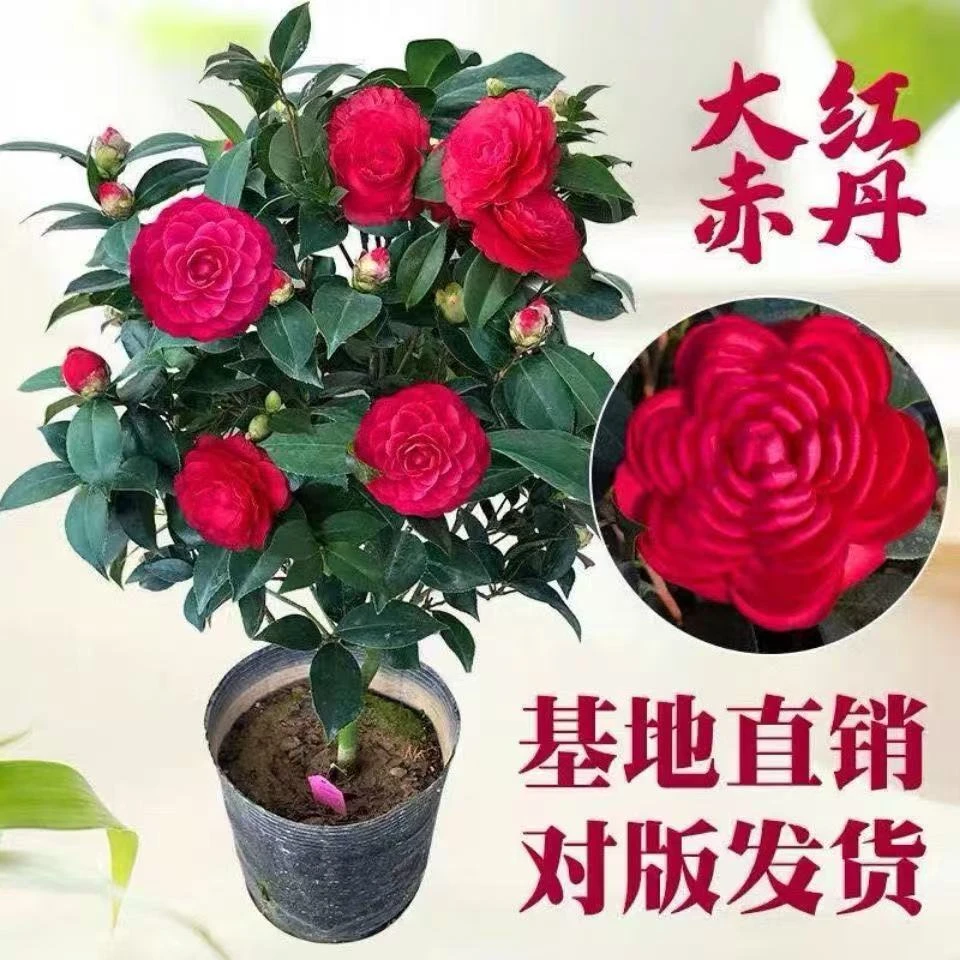 六角大红山茶花盆栽室内好养带花苞赤丹花卉植物茶花树苗（不包邮）