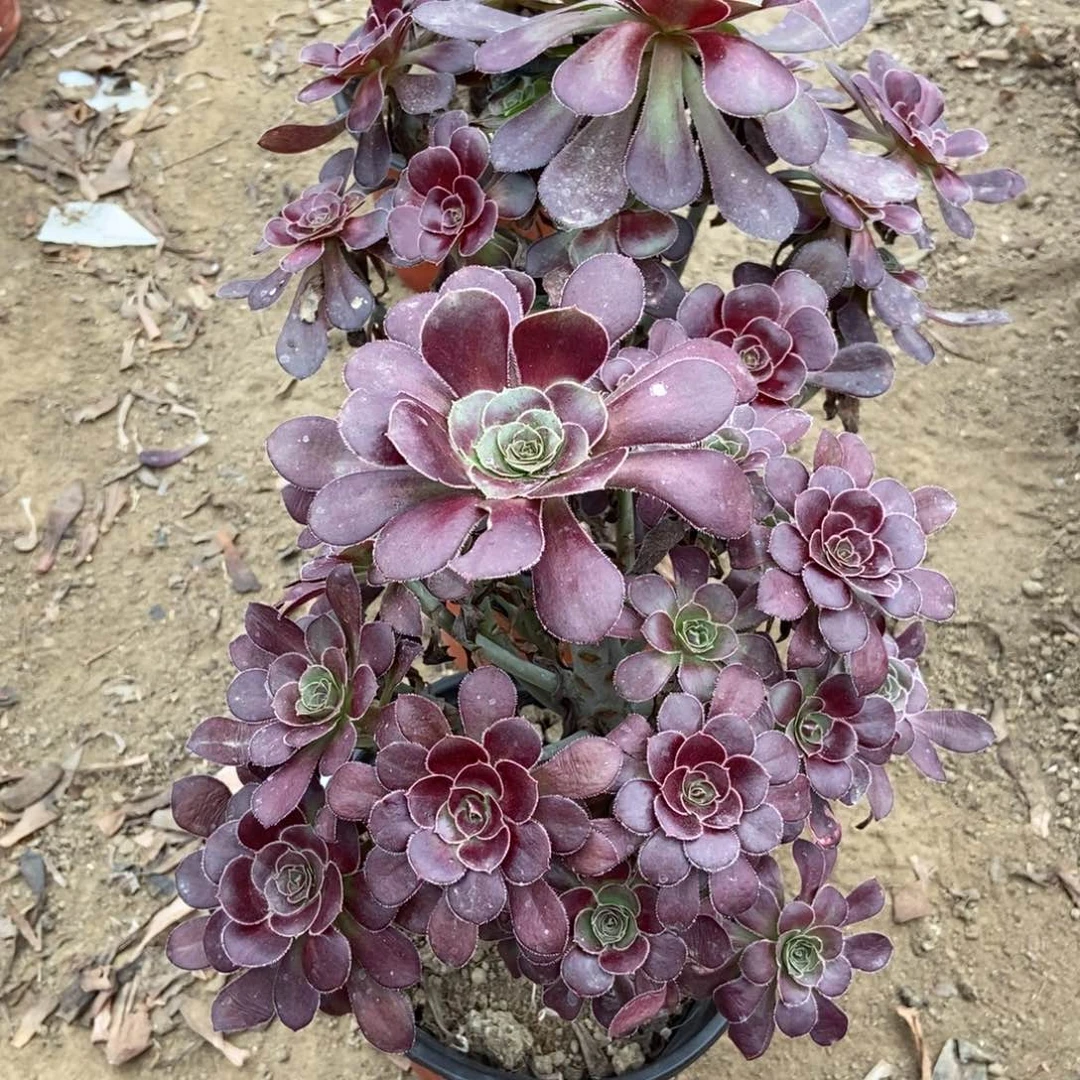 洺***萓无花朵8号链家两颗原液黑法师