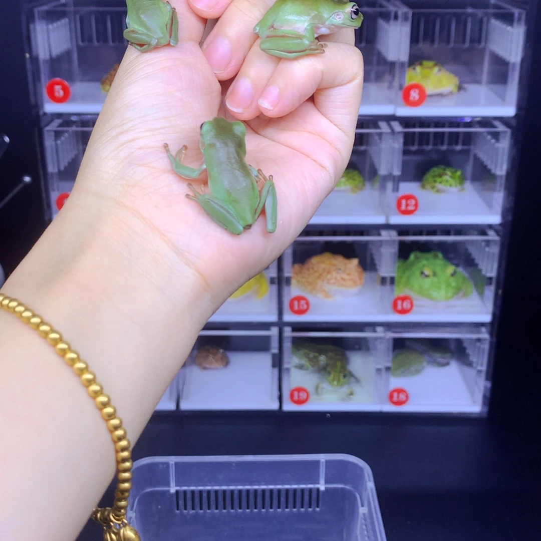 角蛙4只树蛙闪购角蛙专拍链接