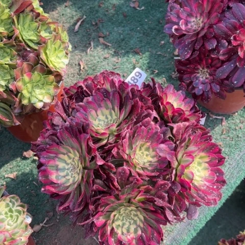 闻***心489维纳斯朵朵多肉