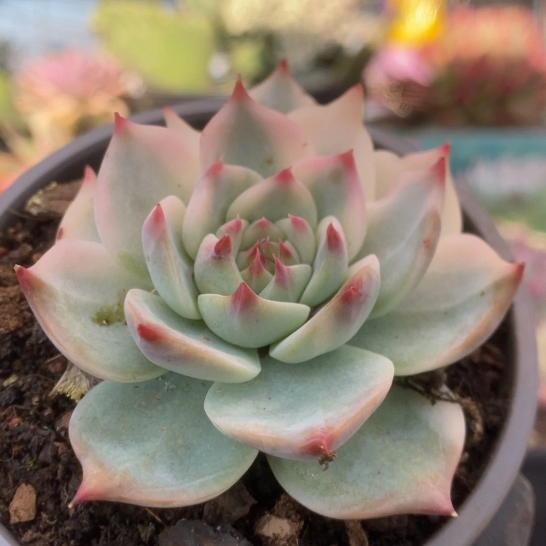 607锦锦锦锦锦锦锦锦