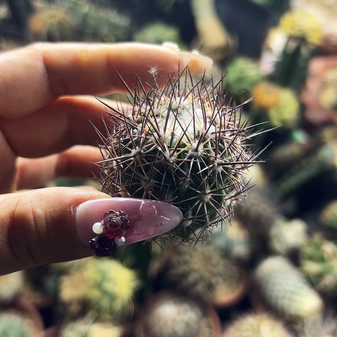 英冠仙人球1111111