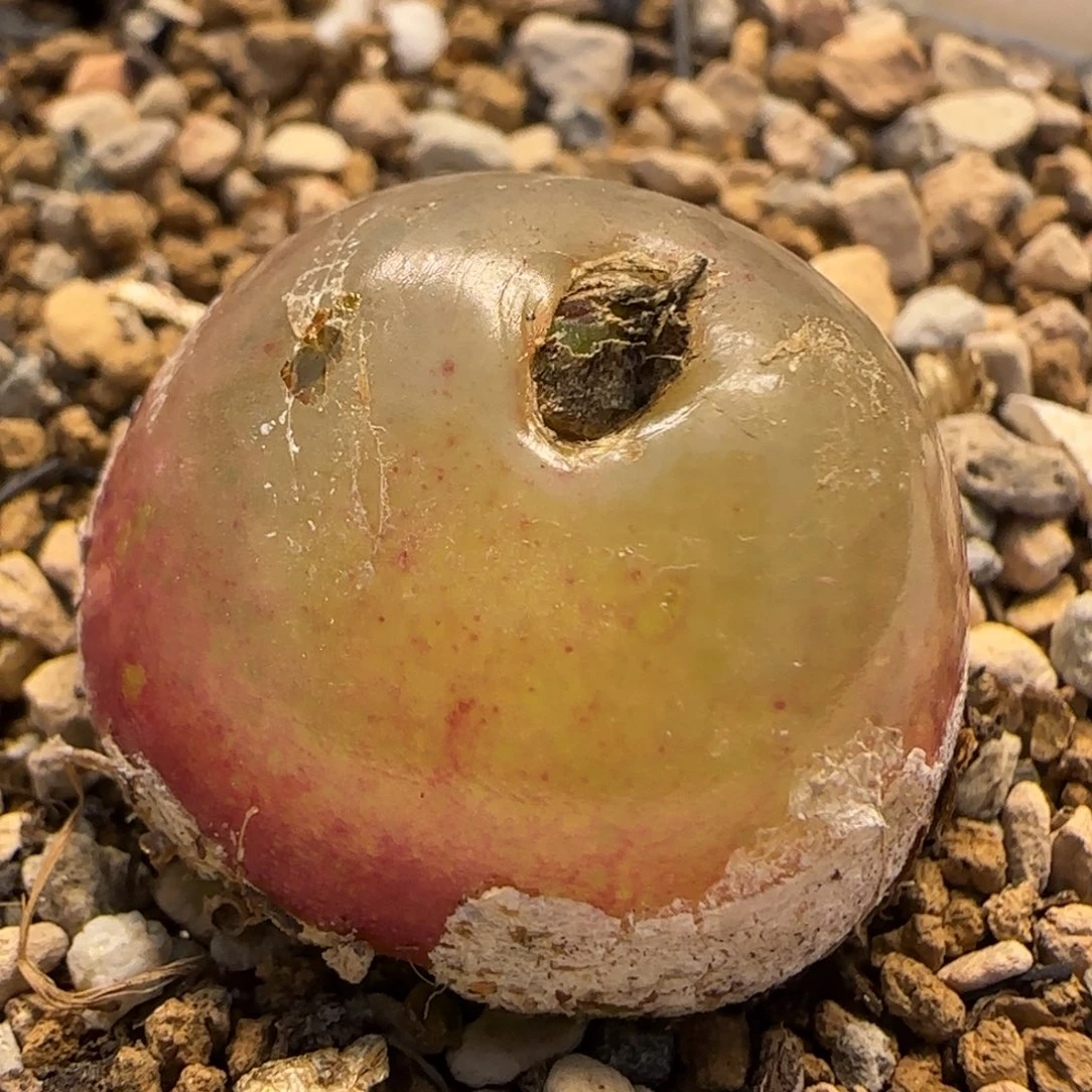 灯泡2.3厘米多肉植物百科