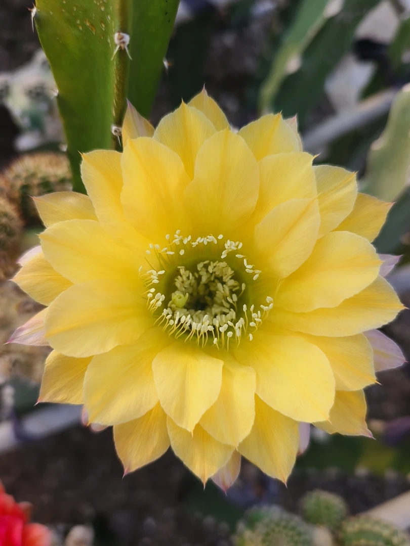 cc202彩草无根侧芽一个3cm满30包邮多肉植物仙人球