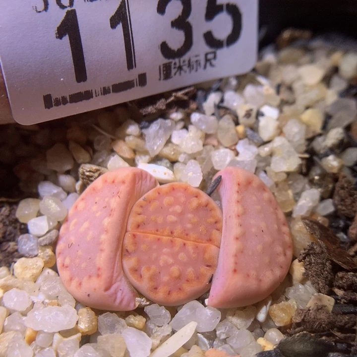Sss精品生石花1135