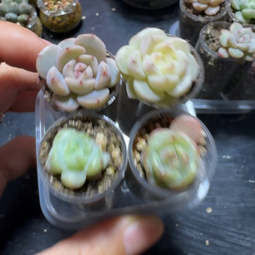 糖心珍妮4颗一组一物一拍11号