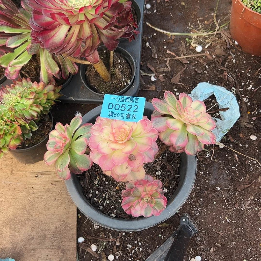 多肉植物多肉植物0522