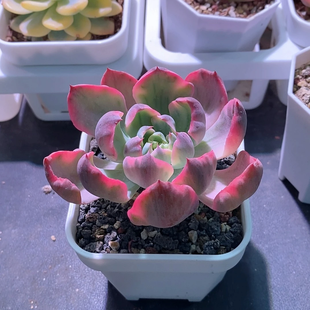 雨滴锦多肉植物老桩多肉