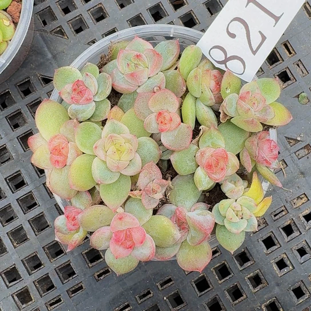 多肉植物多肉植物721