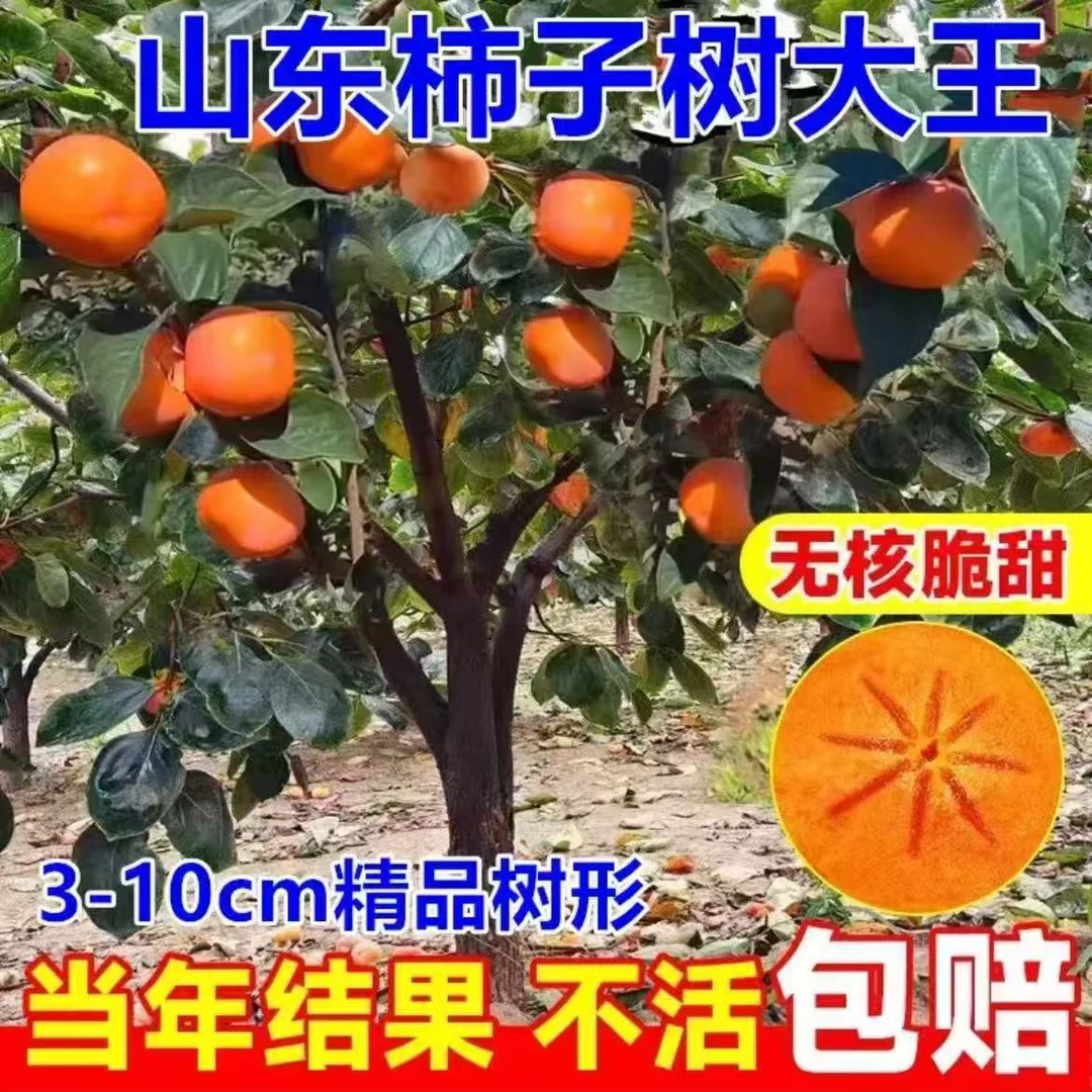 脆甜柿子南北方种植庭院阳台均可栽种当年结果