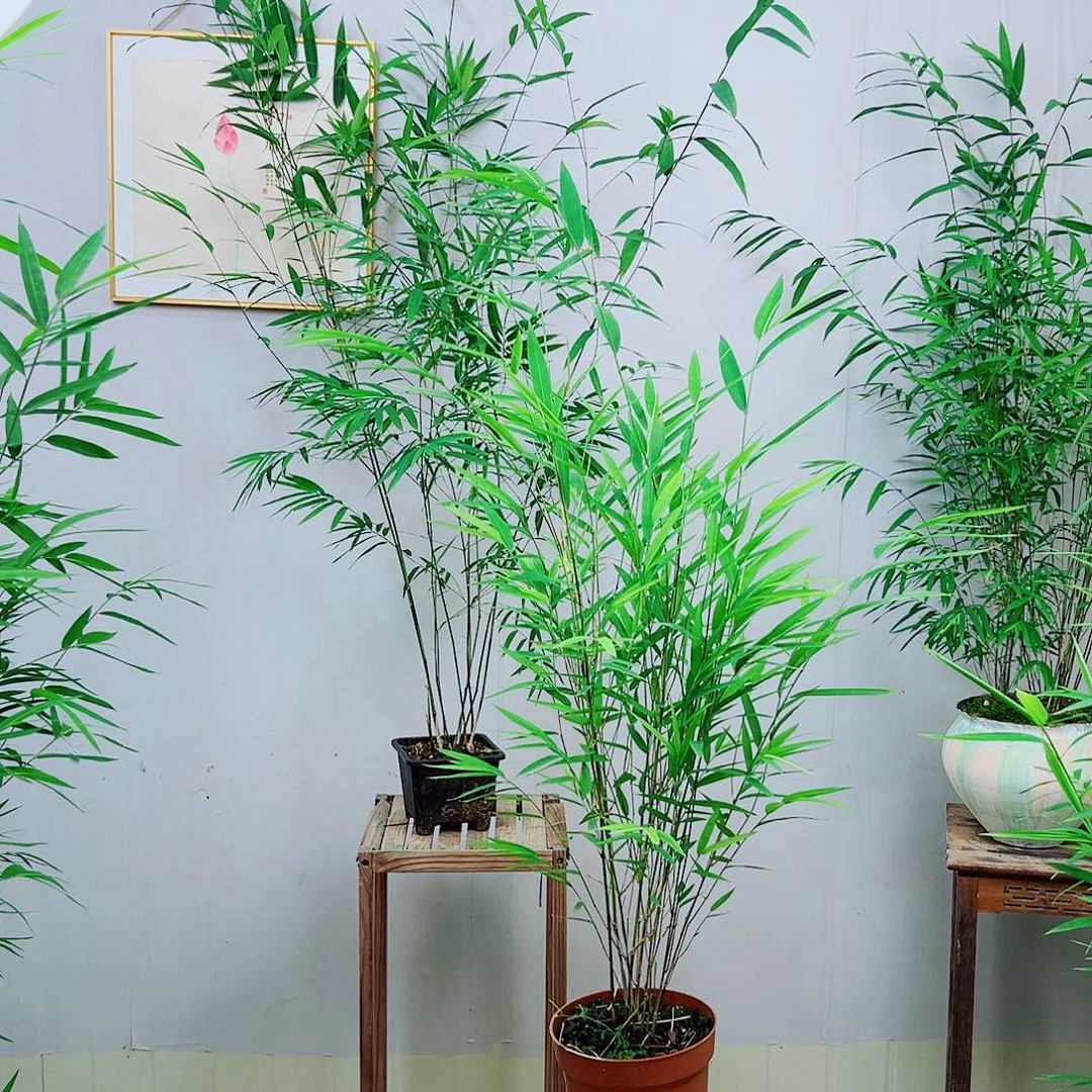 不开花植物内门竹