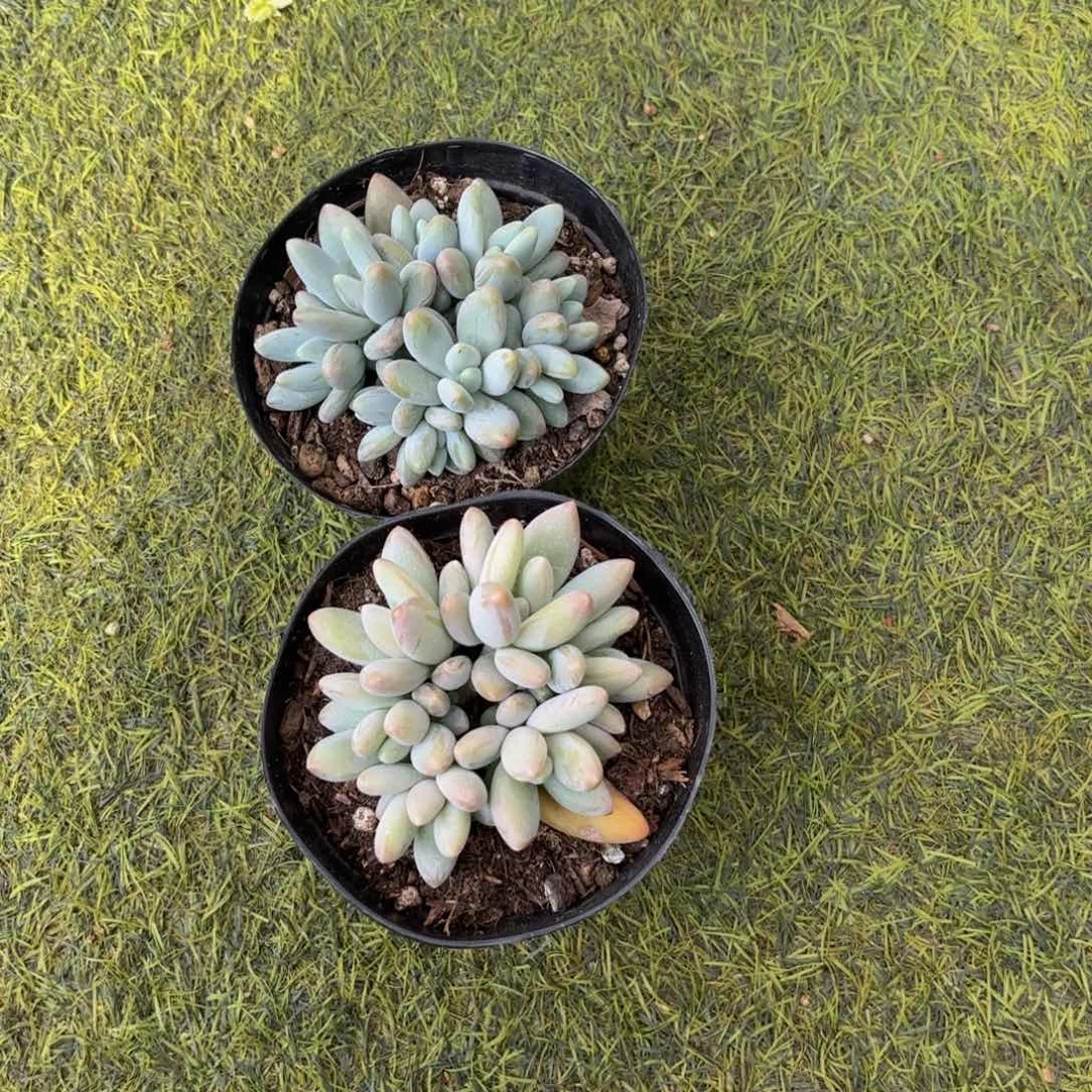 独***长Hhjjjjjjjjjjjjjjhhhhhhhhhhhh