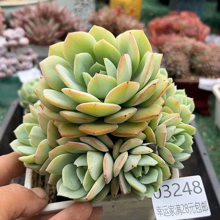 幸运的是我还没遇到幸运