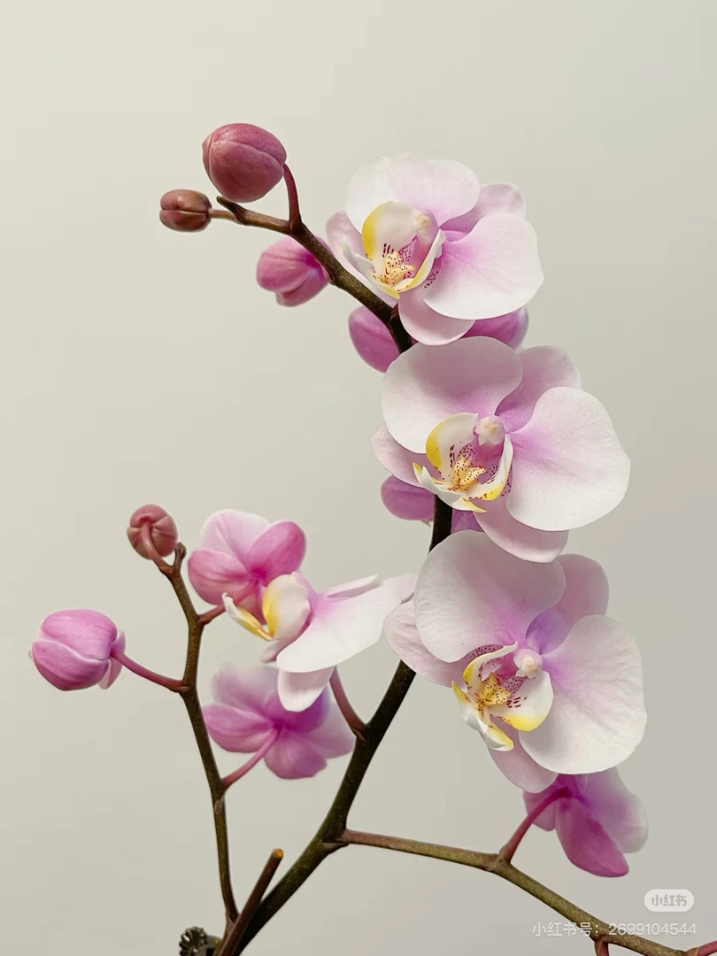 蝴蝶兰瑕疵处理苗【小梅花】2.8寸杯不带花剑，没有开花