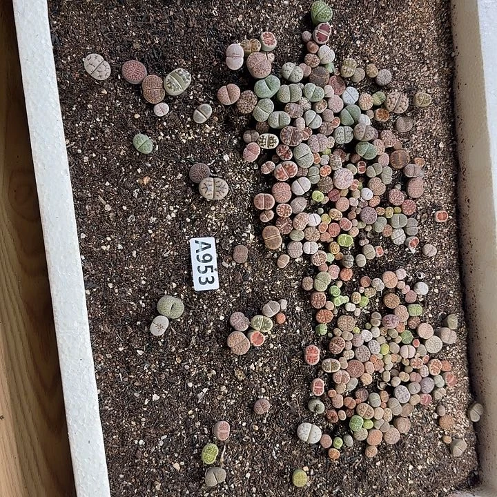 生953石花整筐脱土发货