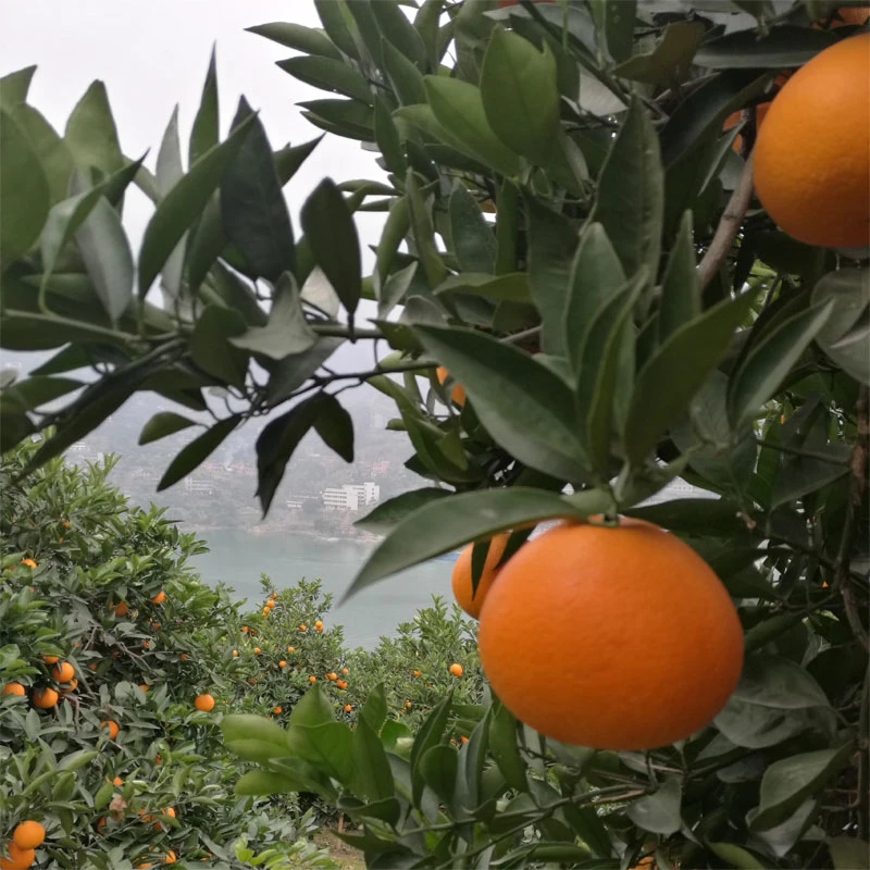 10斤礼品装 奉节脐橙新鲜现摘果园产地直发福本纽荷尔91 72-1