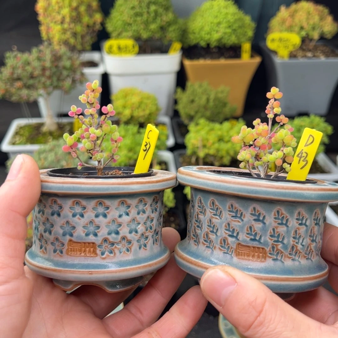 舒乌卅盆2个带盆带土发货