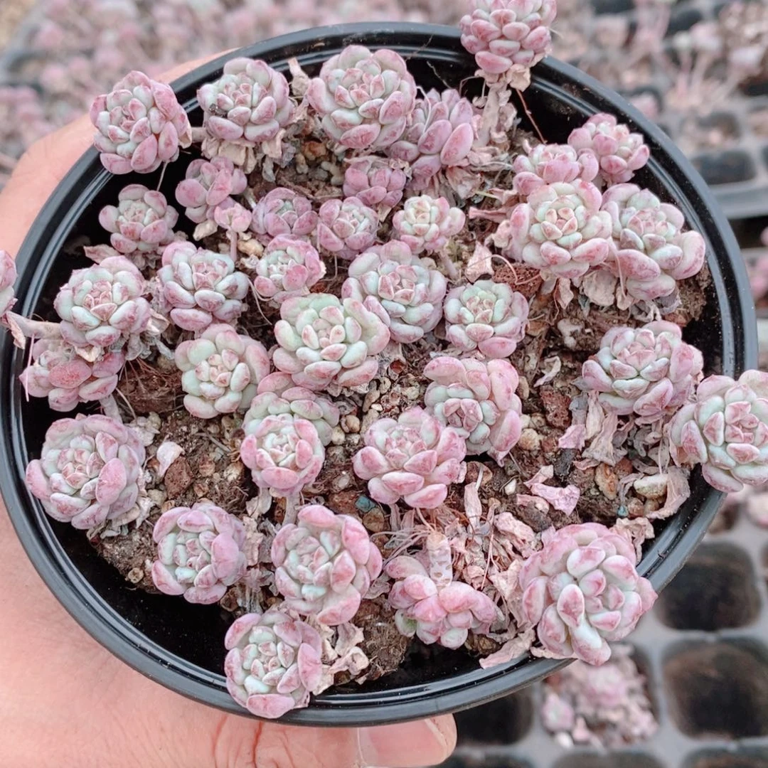 多肉植物精品切糕B444