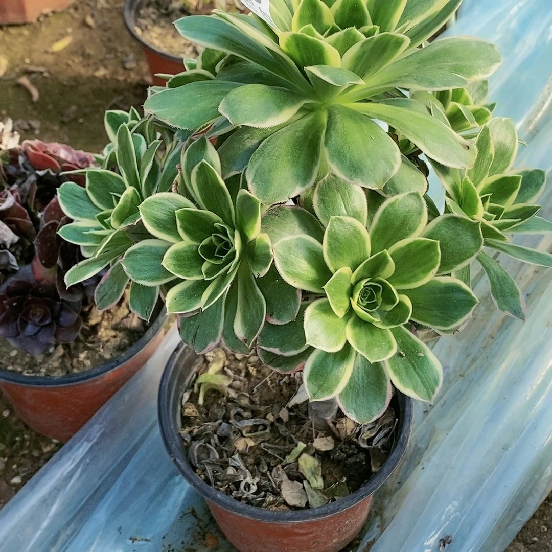 620 号大叶绿玫瑰锦20包邮不包断枝