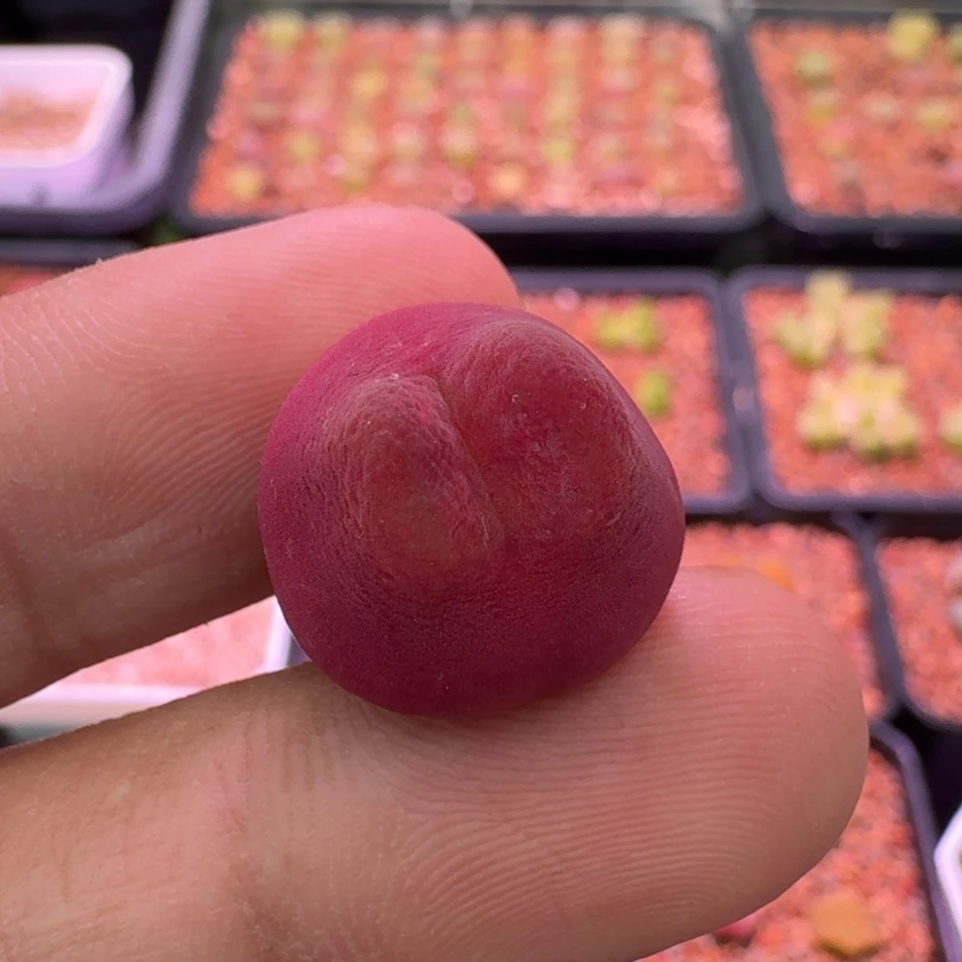 云缦精品番杏27.1龙猫水蜜桃