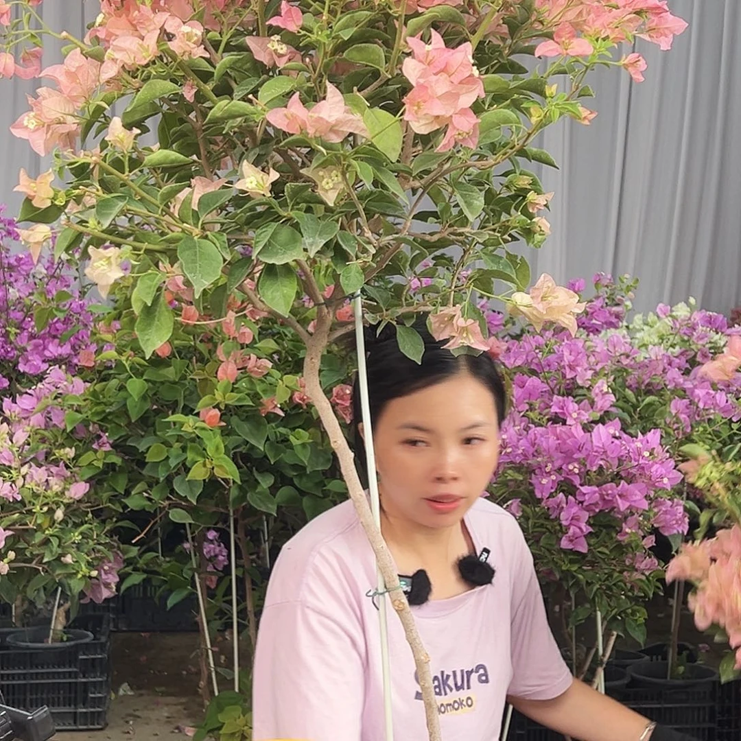 简***约大部分花苞少量开放F89卡亚塔