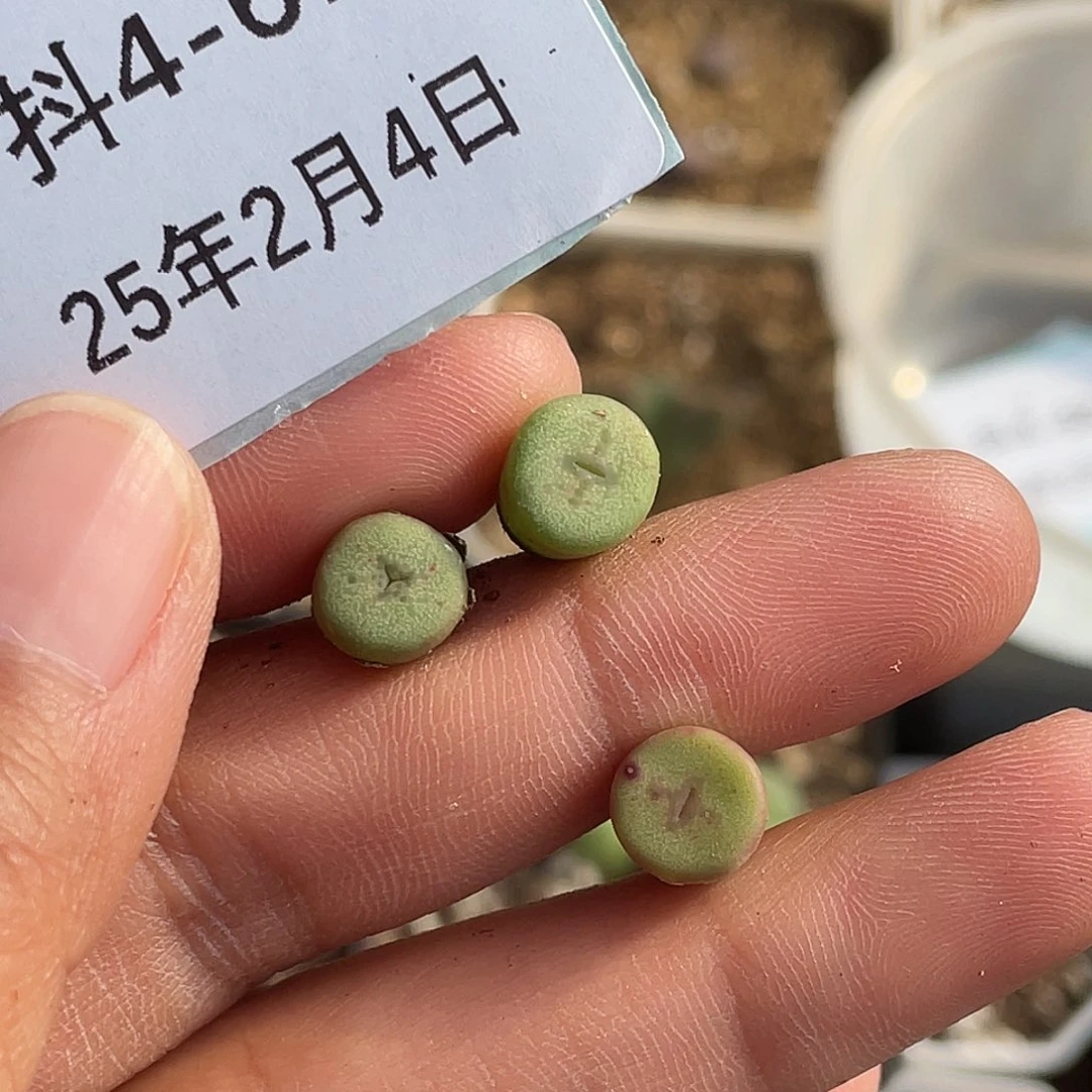 婳*夭4-67肉锥多肉植物