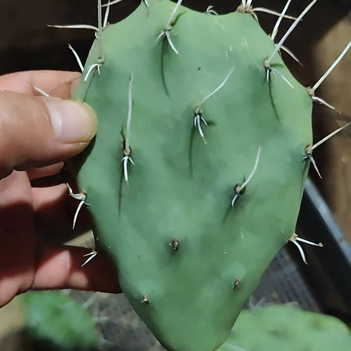 无花朵白曲刺方便面硫磺仙人掌无根叶片