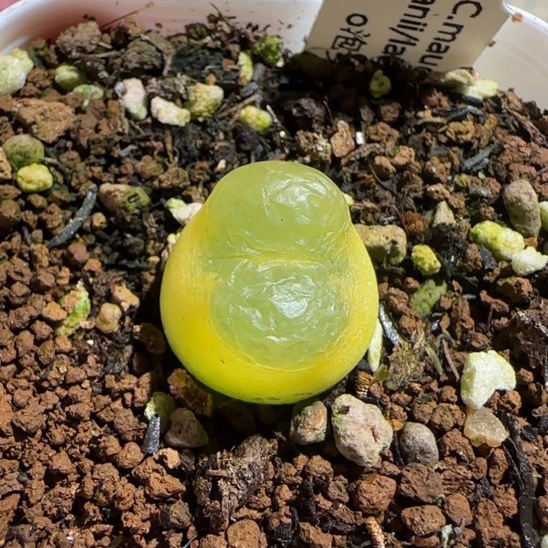 肉锥多肉植物组合-O泡395