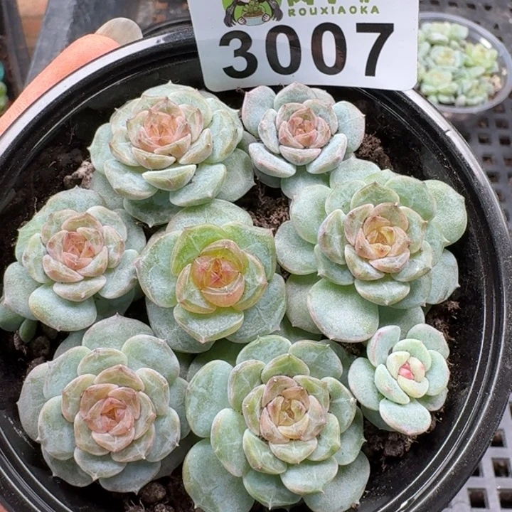 多肉植物多肉植物