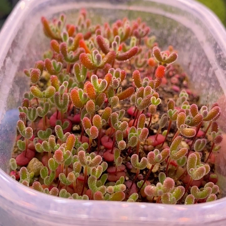 无花朵300混合切糕。