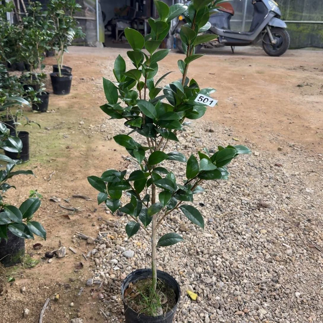 少量花朵（建议范围：2朵-5朵 或40%以下）501格蕾丝