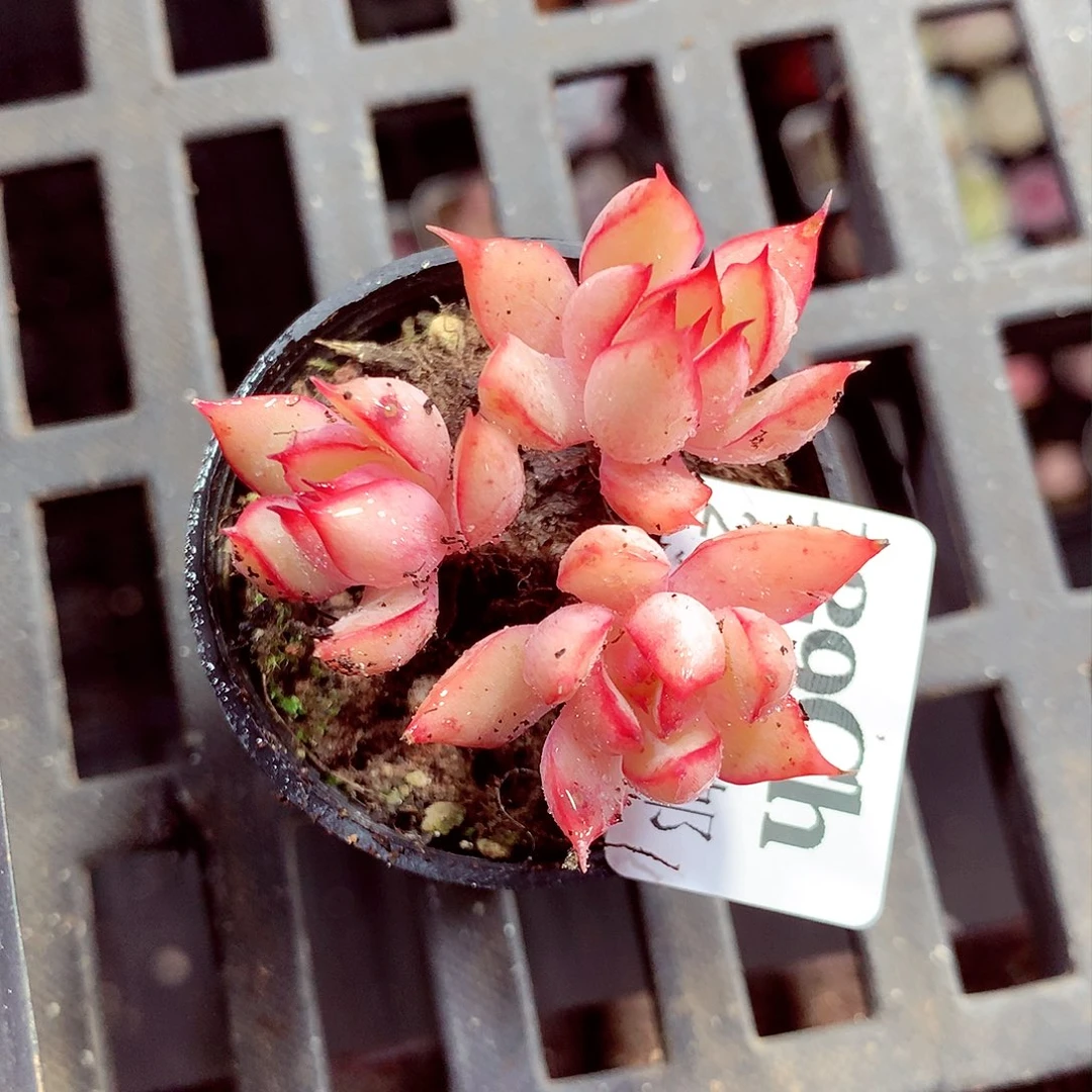 5厘米盆精控多肉129