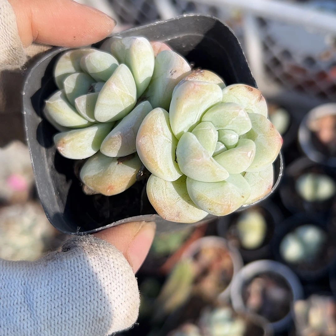 多小心翼翼中央音乐学院