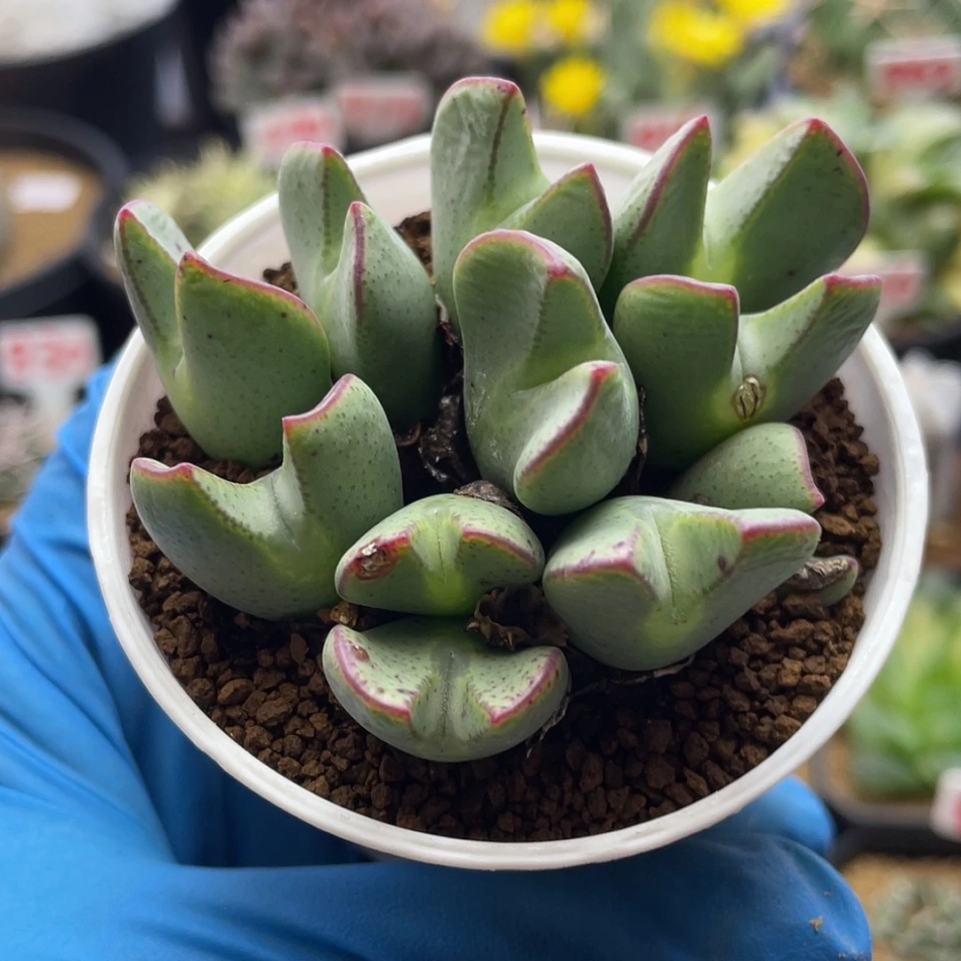 11头红边猪蹄少将仙人球