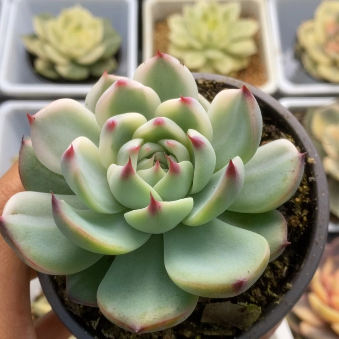 453锦锦锦锦锦锦锦锦锦