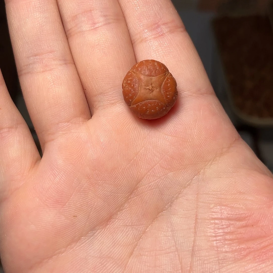 吊坠凤眼菩提18mm麒麟眼，开孔不退，偏远不包