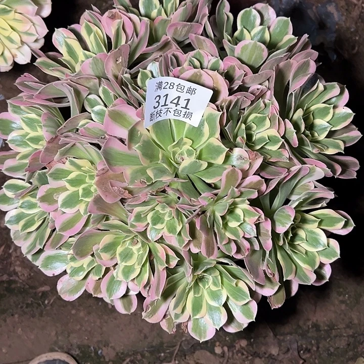 3141白凤多肉植物