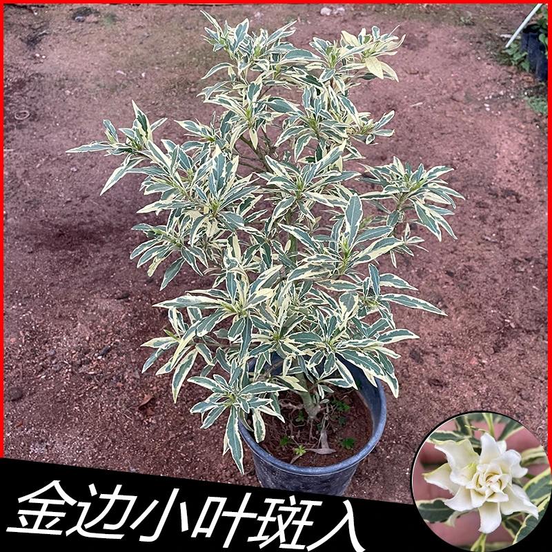 小陈..金边小叶栀子花48斑入花叶无花苞夏季浓香型庭院盆栽