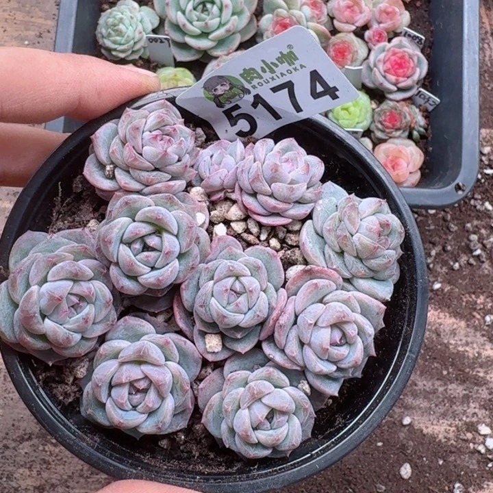 多肉植物多肉植物