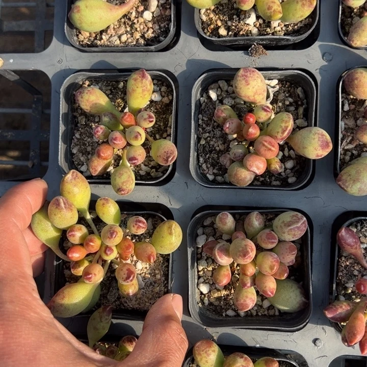 鼓槌水泡一颗量拍多肉满20包邮初7发