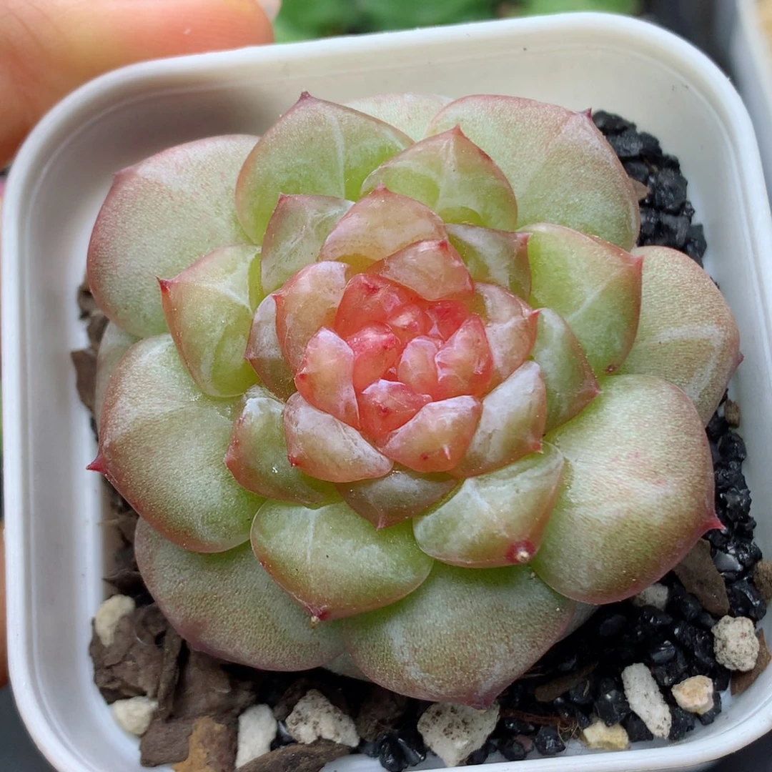 58包邮  群生不包整20