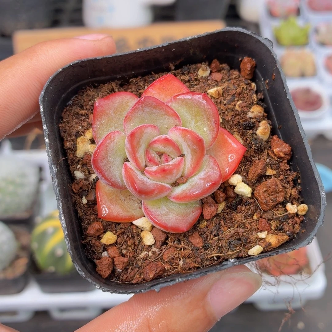 泡芙多肉9.9包邮发货