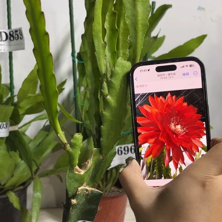 当前无花栽培后可以开花561