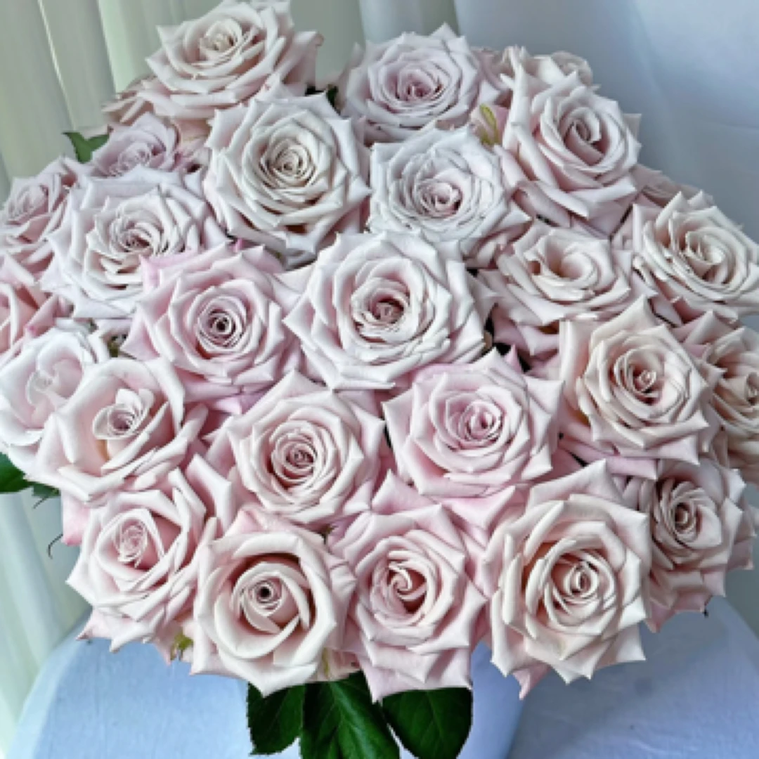 【微风花卉】曼塔玫瑰10枝-2单升级京东冷链/EMS空运包邮