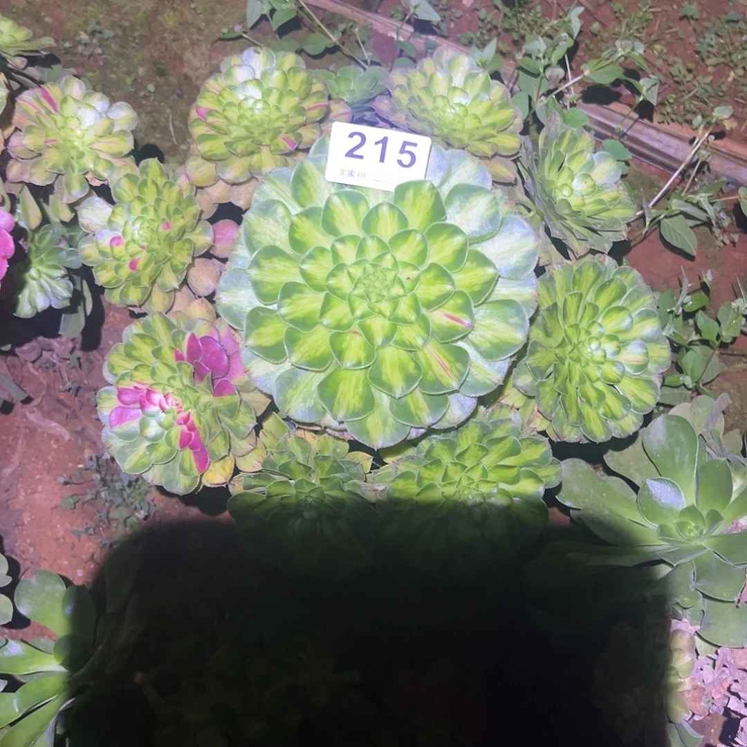 精品多肉植物215知否