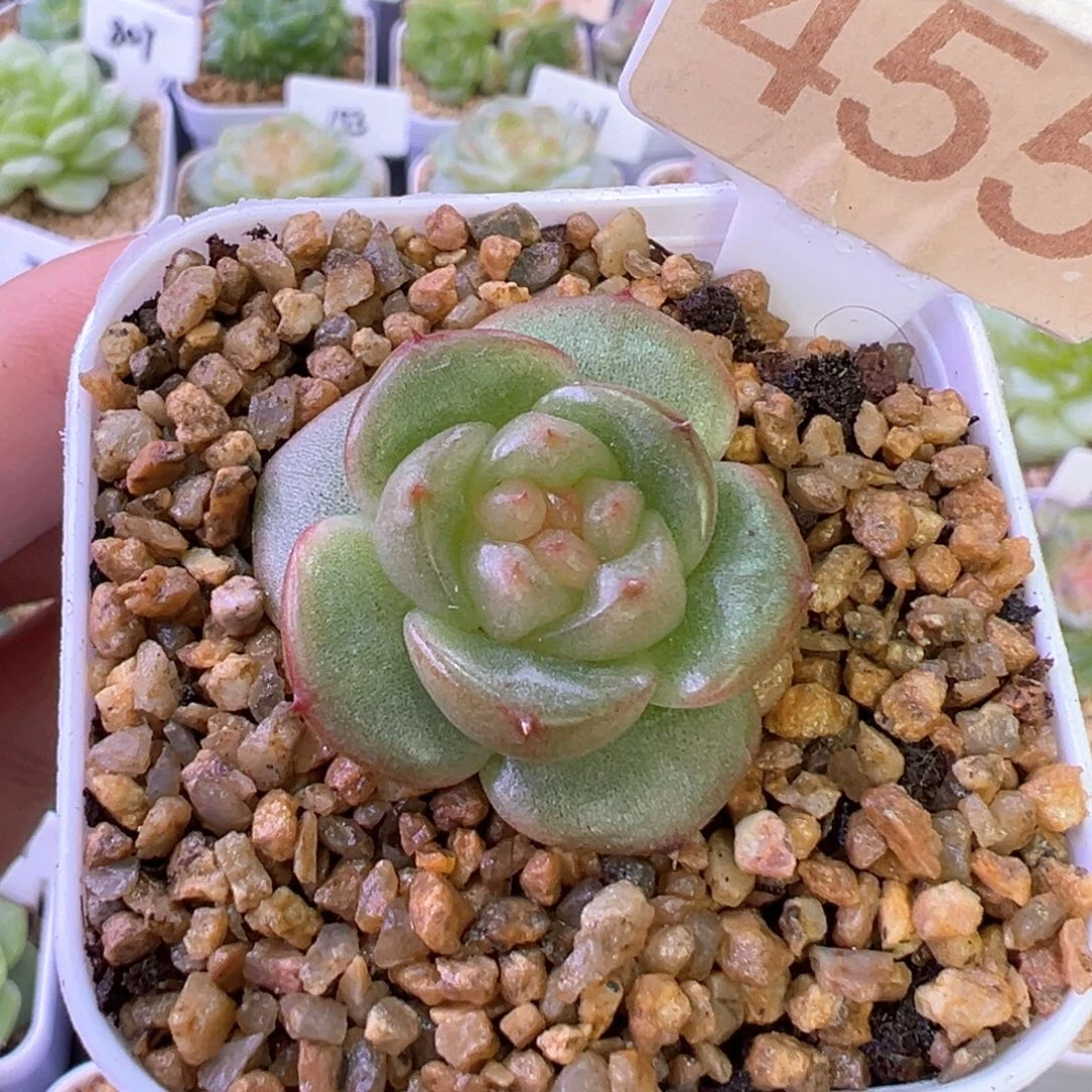 455号宽叶珍妮 晗雨多肉