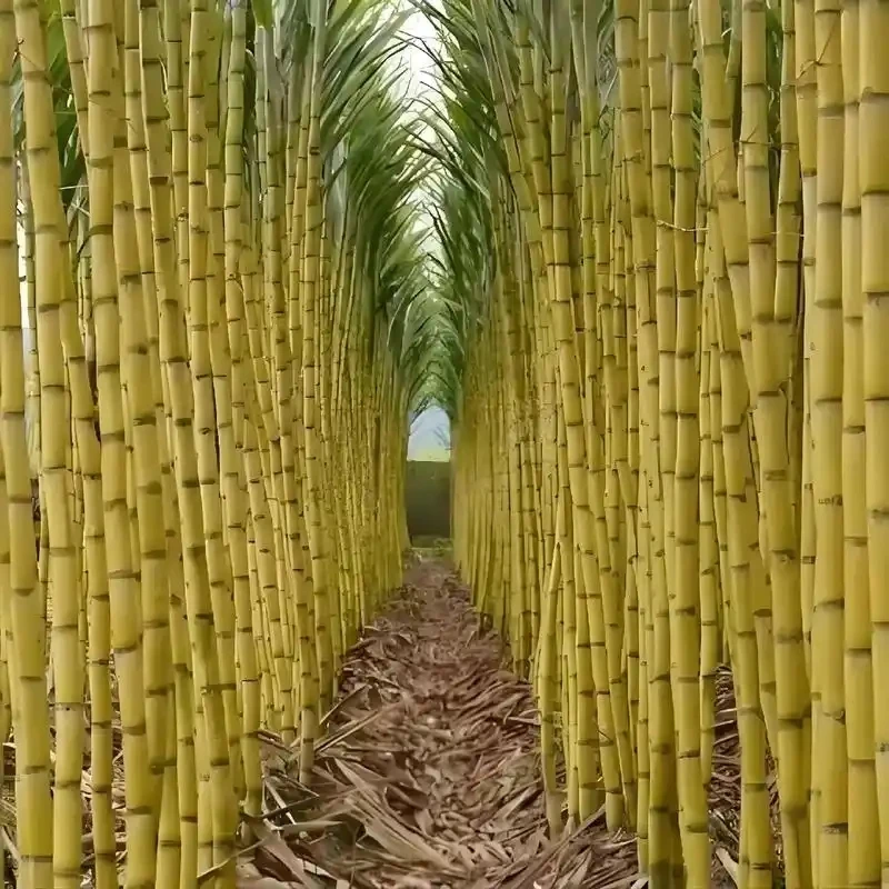 云南甘蔗现砍直发脆甜多汁当季新鲜水果